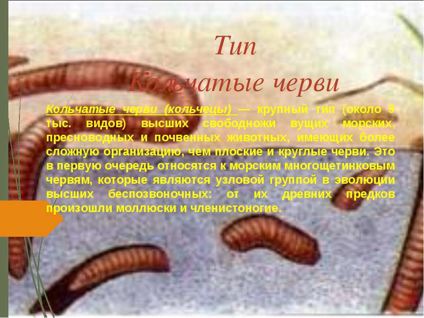 Тип Кольчатые черви Кольчатые черви (кольчецы) — крупный тип (около 9 тыс. ви...