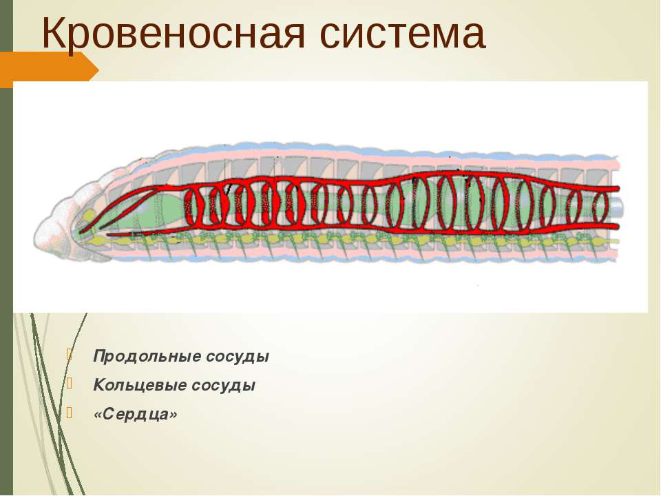Кольцевые сосуды дождевого червя. Циркуляторные системы кольчатых червей. Кровеносная система кольчатых червей. Тип кровеносной системы у кольчатых. Кровеносные сосуды у кольчатых червей.