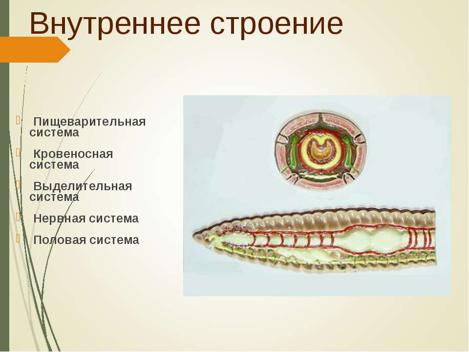 Кольчатые черви строение выделительная система. Пищеварительная система кольчатых червей схема. Кольчатые черви нервная система ЕГЭ. Кольчатые черви строение пищеварительной системы.