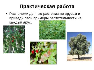 Практическая работа Расположи данные растения по ярусам и приведи свои пример...