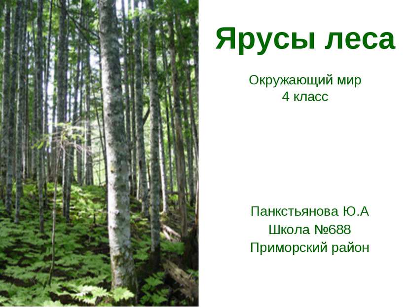 Ярусы леса Окружающий мир 4 класс Панкстьянова Ю.А Школа №688 Приморский район