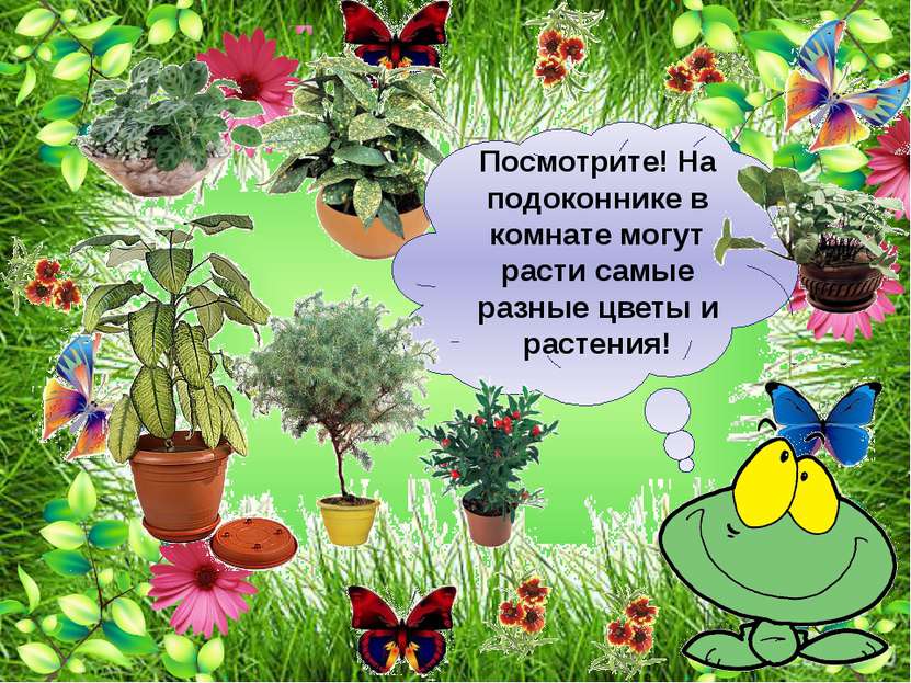 Картинки растения для детей в детском саду