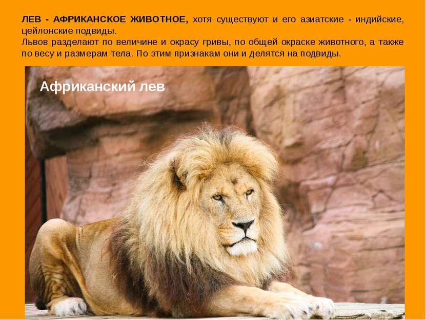 Африканский лев ЛЕВ - АФРИКАНСКОЕ ЖИВОТНОЕ, хотя существуют и его азиатские -...