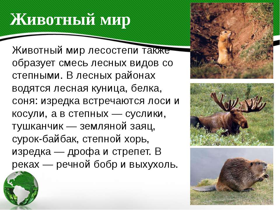 Зона лесостепей животный мир. Растения и животные степи и лесостепи в России. Животный мир лесостепи в России. Лесостепная зона животный.