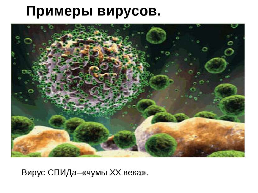 Вирус СПИДа–«чумы XX века». Примеры вирусов.