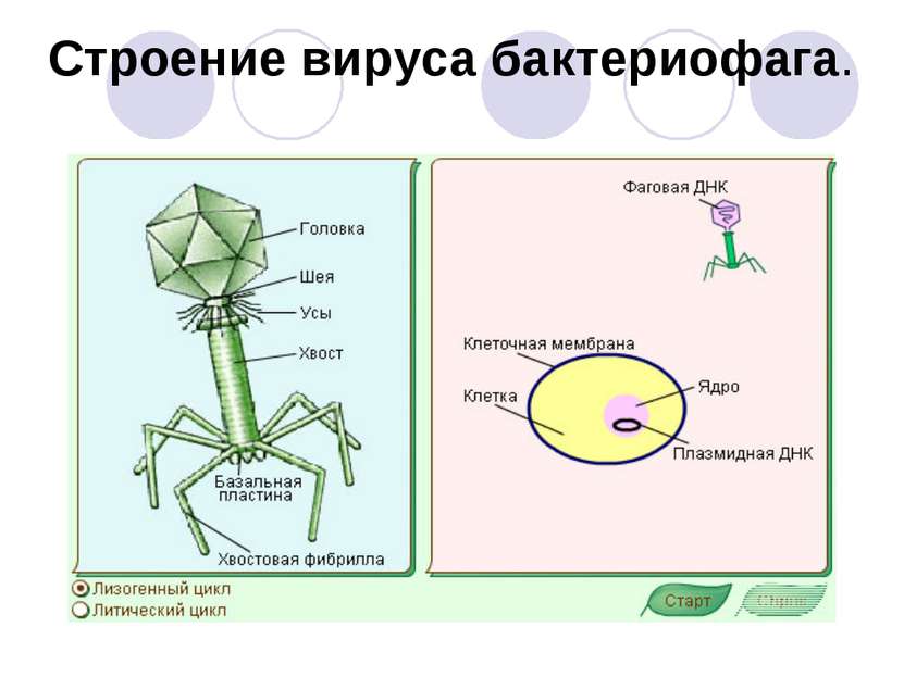 Строение вируса бактериофага.