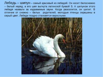 Лебедь – шипун – самый красивый из лебедей. Он носит белоснежно – белый наряд...