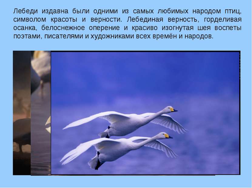 Лебеди издавна были одними из самых любимых народом птиц, символом красоты и ...