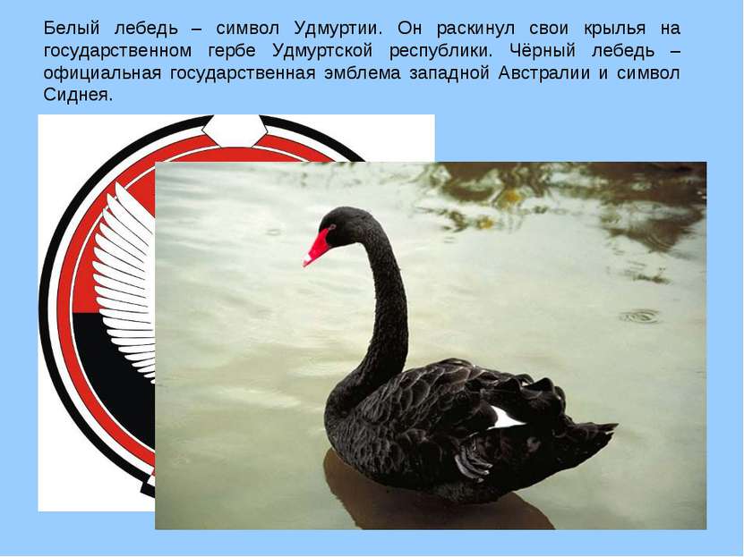 Белый лебедь – символ Удмуртии. Он раскинул свои крылья на государственном ге...