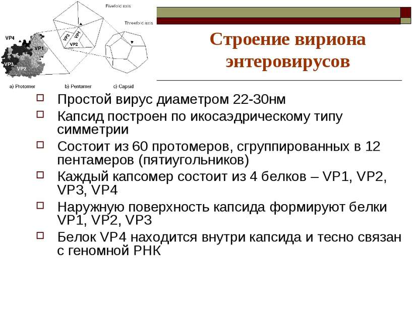 Строение вириона энтеровирусов Простой вирус диаметром 22-30нм Капсид построе...