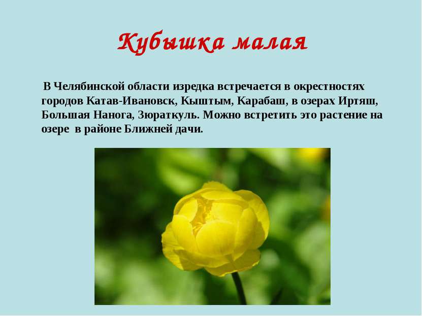 Кубышка малая В Челябинской области изредка встречается в окрестностях городо...