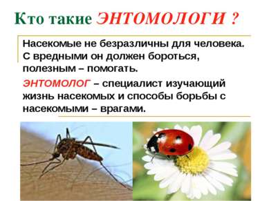 Кто такие ЭНТОМОЛОГИ ? Насекомые не безразличны для человека. С вредными он д...