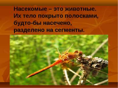 Насекомые – это животные. Их тело покрыто полосками, будто-бы насечено, разде...