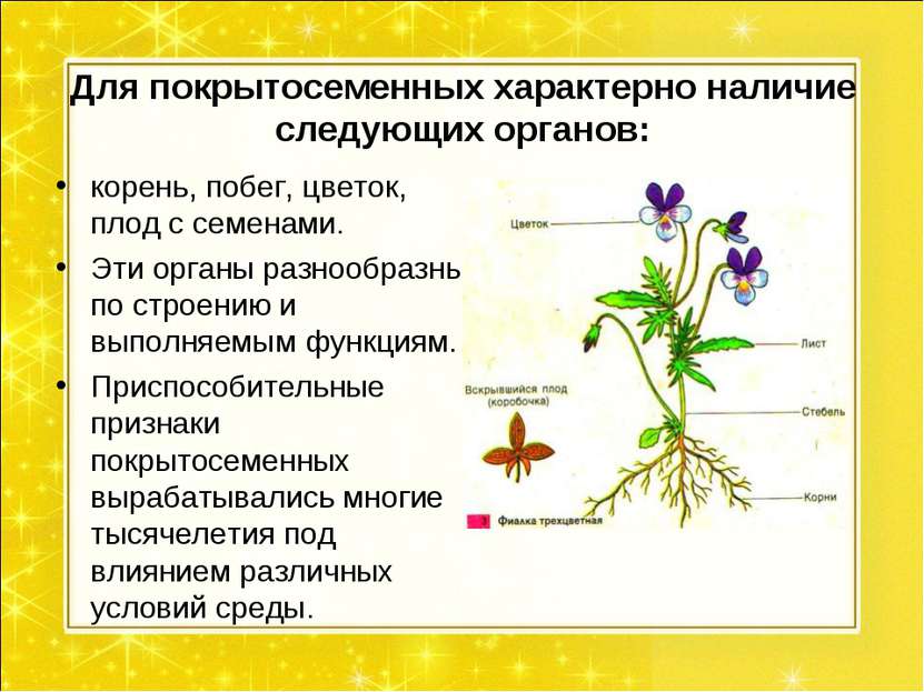 Для покрытосеменных характерно наличие следующих органов: корень, побег, цвет...