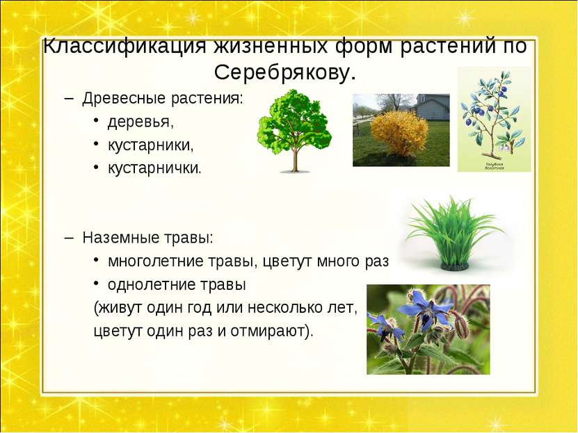 Классификация жизненных форм растений по Серебрякову. Древесные растения: дер...