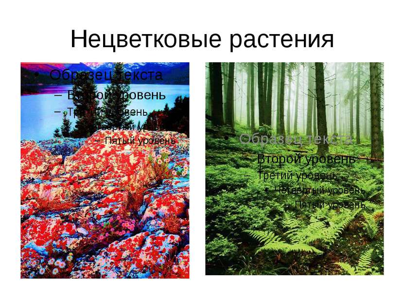 Нецветковые растения