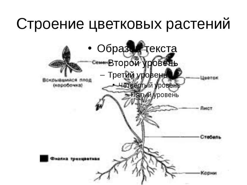 Строение цветковых растений