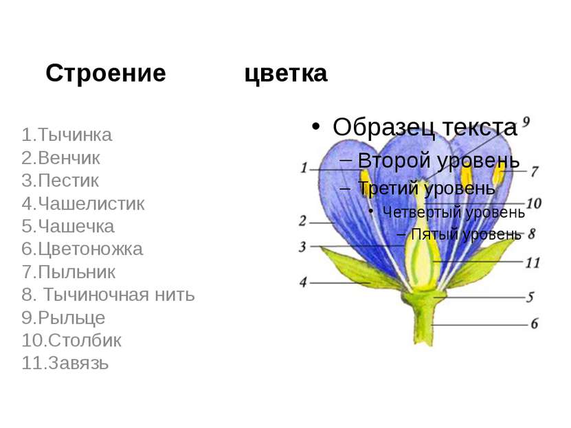 Строение цветка 1.Тычинка 2.Венчик 3.Пестик 4.Чашелистик 5.Чашечка 6.Цветонож...