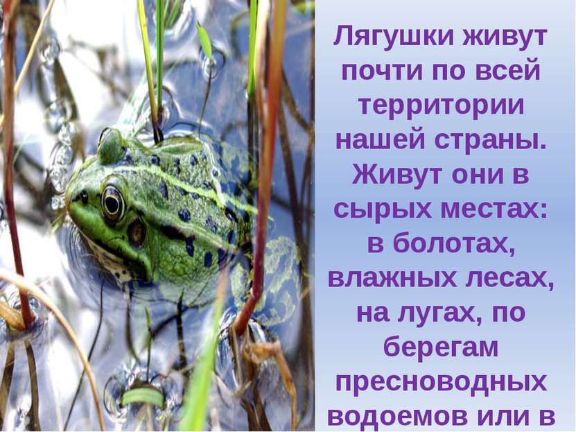 Лягушки живут почти по всей территории нашей страны. Живут они в сырых местах...