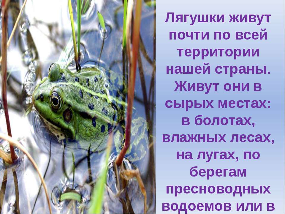 Поговорка лягушка. Проект про жабу. Проект про лягушку. Жизнь лягушек. Описание лягушки.