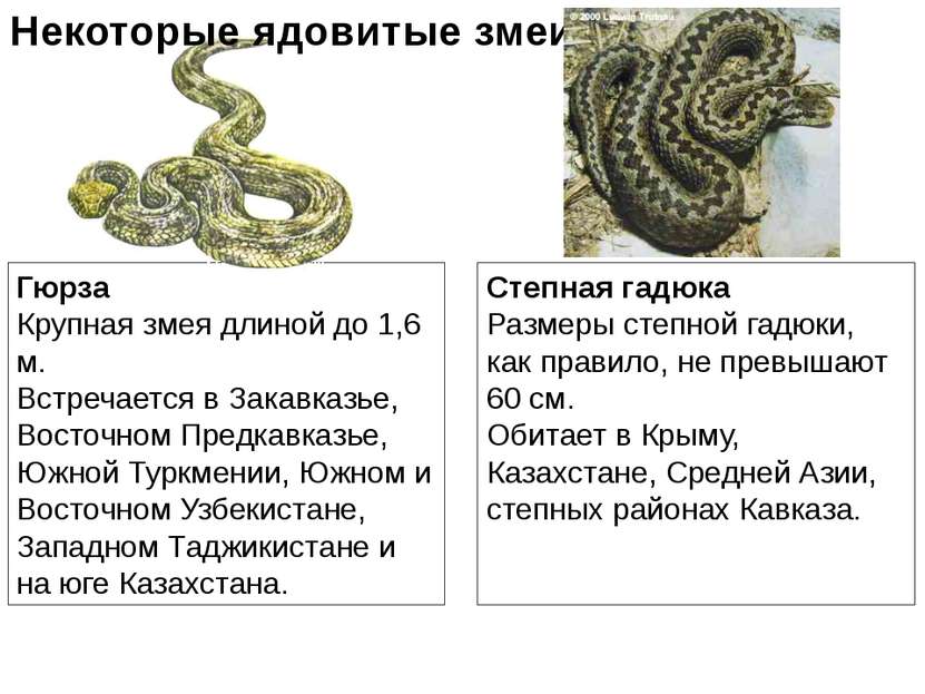 Гюрза Крупная змея длиной до 1,6 м. Встречается в Закавказье, Восточном Предк...