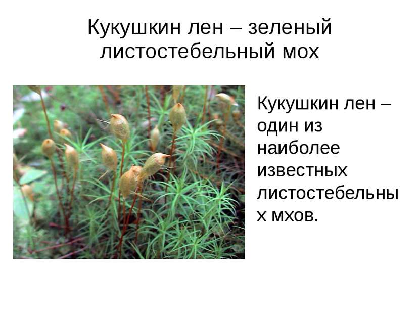 Кукушкин лен – зеленый листостебельный мох Кукушкин лен – один из наиболее из...