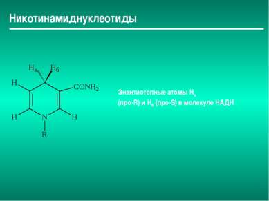 Никотинамиднуклеотиды Энантиотопные атомы Hа (про-R) и Нб (про-S) в молекуле ...
