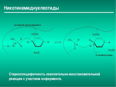 Никотинамиднуклеотиды Стереоспецифичность окислительно-восстановительной реак...