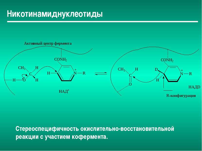 Никотинамиднуклеотиды Стереоспецифичность окислительно-восстановительной реак...