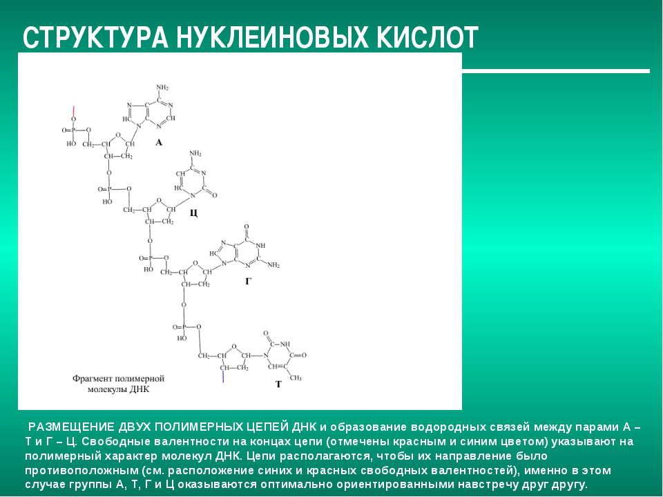 Нуклеиновые кислоты образуются. Нуклеиновая кислота структуры и связи. Вторичная структура нуклеиновых кислот. Строение нуклеиновых кислот. Нуклеиновые кислоты строение полимерной цепи.