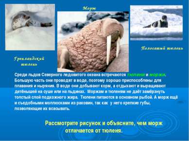 Морж Полосатый тюлень Гренландский тюлень Среди льдов Северного ледовитого ок...