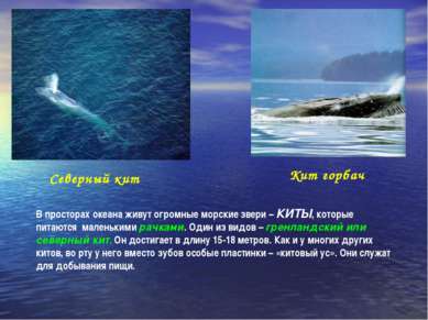 Северный кит Кит горбач В просторах океана живут огромные морские звери – КИТ...