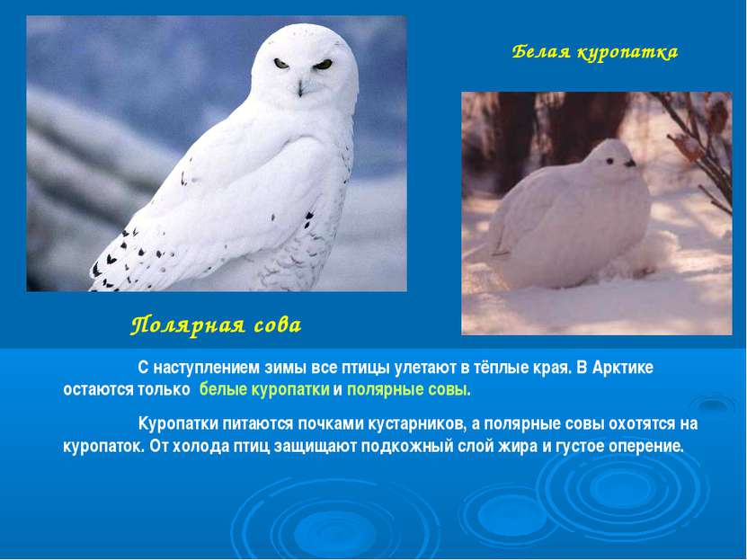 Полярная сова Белая куропатка С наступлением зимы все птицы улетают в тёплые ...