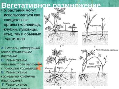 Вегетативное размножение У растений могут использоваться как специальные орга...