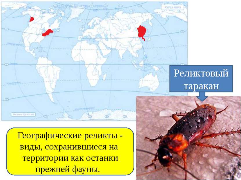 Географические реликты - виды, сохранившиеся на территории как останки прежне...