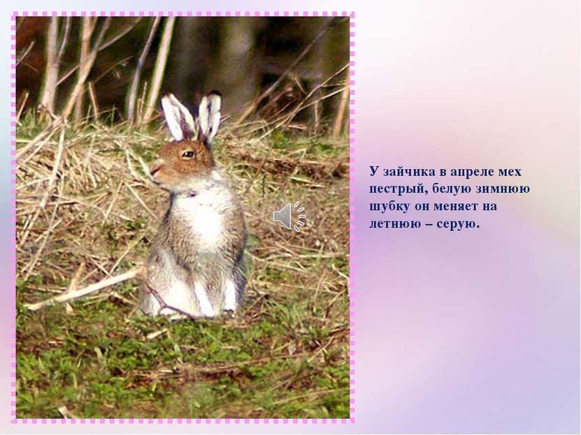 У зайчика в апреле мех пестрый, белую зимнюю шубку он меняет на летнюю – серую.