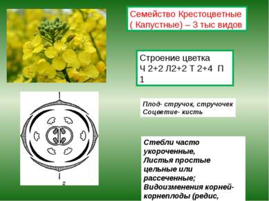Строение цветка Ч 2+2 Л2+2 Т 2+4 П 1 Плод- стручок, стручочек Соцветие- кисть...