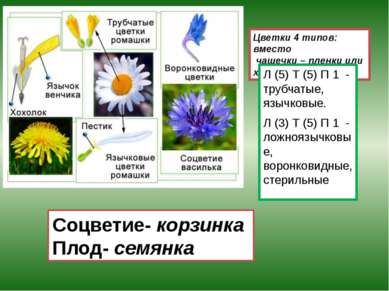 Цветки 4 типов: вместо чашечки – пленки или хохолок. Л (5) Т (5) П 1 - трубча...