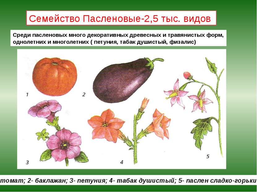 Семейство Пасленовые-2,5 тыс. видов 1- томат; 2- баклажан; 3- петуния; 4- таб...