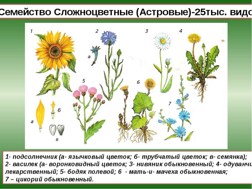 Семейство Сложноцветные (Астровые)-25тыс. видов 1- подсолнечник (а- язычковый...