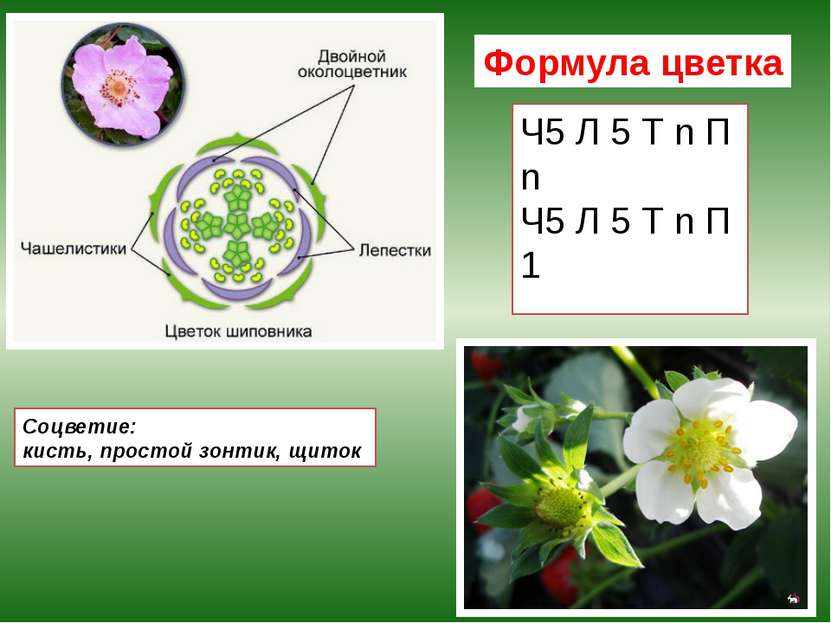 Формула цветка Ч5 Л 5 Т n П n Ч5 Л 5 Т n П 1 Соцветие: кисть, простой зонтик,...