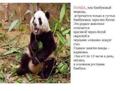 ПАНДА, или бамбуковый медведь, встречается только в густых бамбуковых заросля...