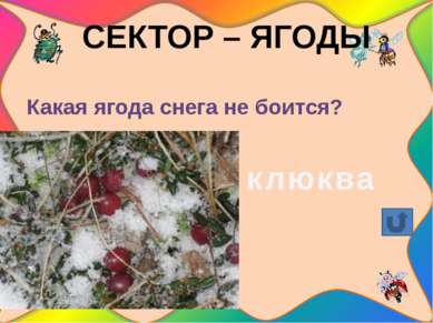 СЕКТОР – ПТИЦЫ Что делают мелкие птички, когда заметят днем сову? Птички соби...