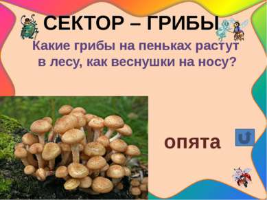 СЕКТОР – ГРИБЫ Какие грибы растут на белых ножках вдоль лесных дорожек, издал...
