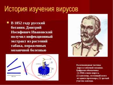 В 1852 году русский ботаник Дмитрий Иосифович Ивановский получил инфекционный...