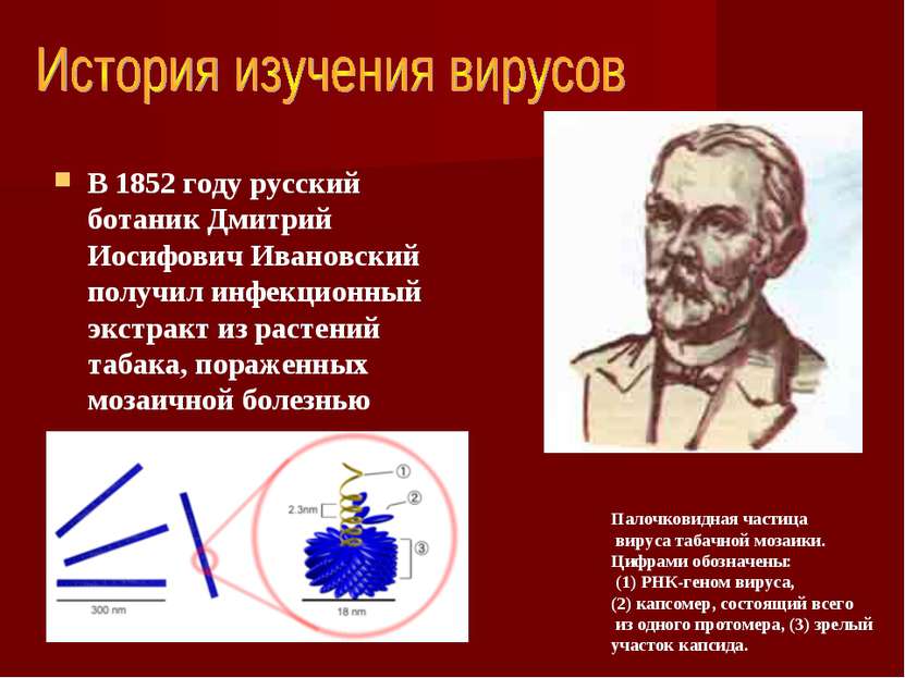 В 1852 году русский ботаник Дмитрий Иосифович Ивановский получил инфекционный...