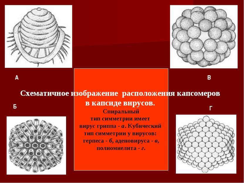 Схематичное изображение расположения капсомеров в капсиде вирусов. Спиральный...
