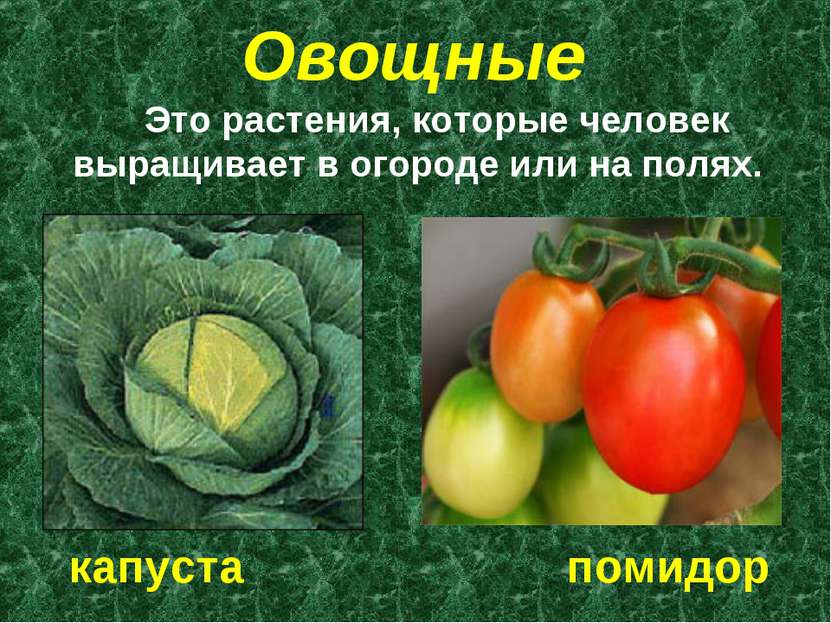 Овощные Это растения, которые человек выращивает в огороде или на полях. капу...