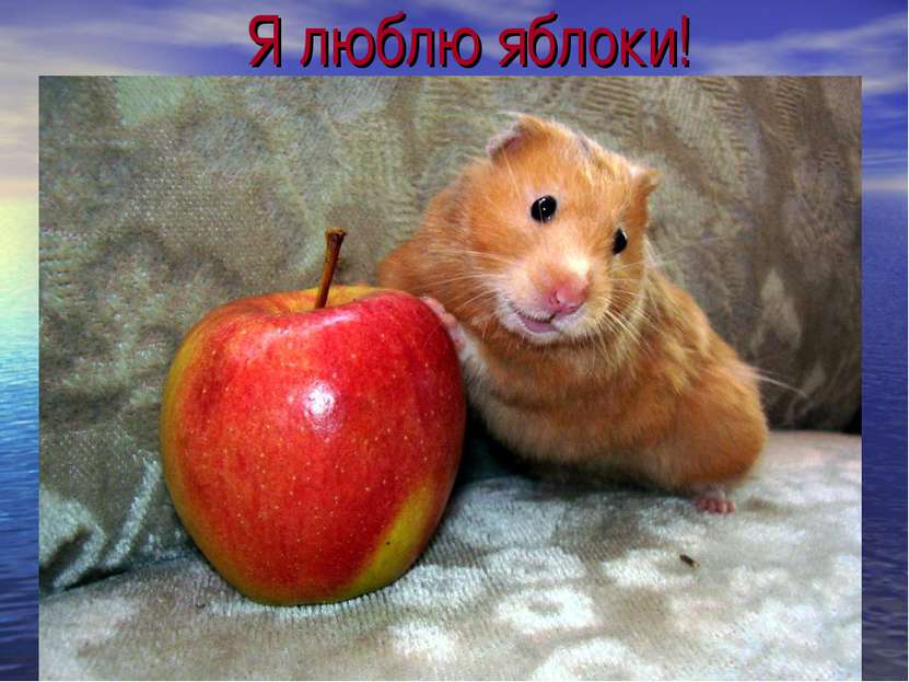 Я люблю яблоки!