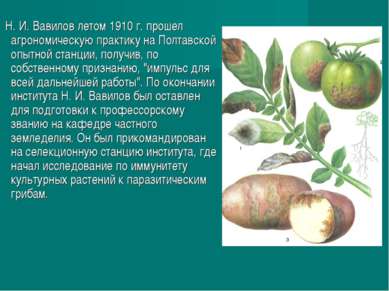 Н. И. Вавилов летом 1910 г. прошел агрономическую практику на Полтавской опыт...